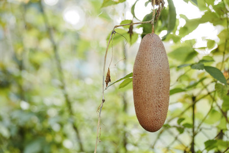 Hanging brown fruit and tropical pod on a vine plant in a lush forest background, botanical seedpod...