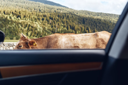 Cow by car window in countryside mountain scene with roadside view, authenticity inclusivity and...