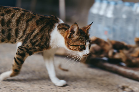 Tabby cat adult cat walking curious and alert on concrete pavement in a rustic backyard, focused whiskers, low angle shot, urban pet lifestyle and outdoor exploration scene.の写真素材