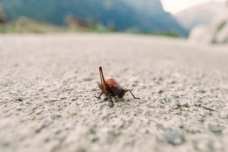 insect bug grasshopper cricket closeup concrete macro brown small brown grasshopper on rough concrete surface, closeup macro photo with shallow depth of field and blurred outdoor backgroundの写真素材