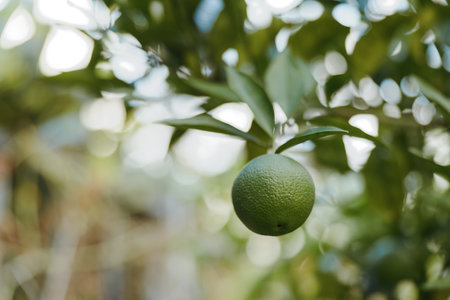Unripe lime on citrus tree branch in a backyard garden, closeup with soft bokeh and natural light. Young green citrus fruit hangs glossy and textured, evoking tropical outdoor agriculture.の写真素材