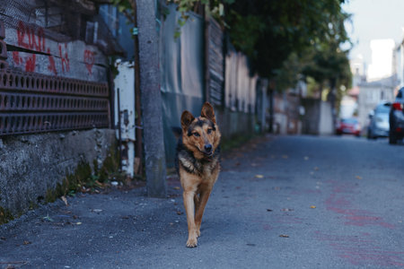 Dog, german shepherd, stray dog walking on an urban street at evening. Adult male dog with alert, calm expression walks alone on sidewalk in a moody residential alley for documentary lifestyle.の写真素材