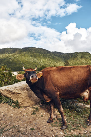 Cow brown bovine livestock grazing in rural mountain pasture with rockの写真素材