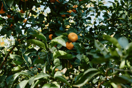 Citrus fruits on a lush orange tree amid dense green leaves sunlight filtering through branches a...