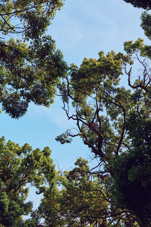 Treetops canopy and blue sky with green leaves and twisting branches, nature scene from below. Sunlit foliage, summer forest view and airy outdoor atmosphere for relaxation.の写真素材