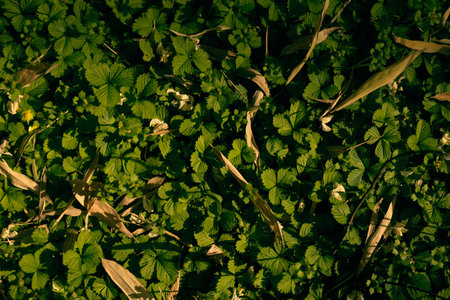 Leaves, groundcover, foliage, plants, green, nature in closeup carpet of small wild leaves on forest...