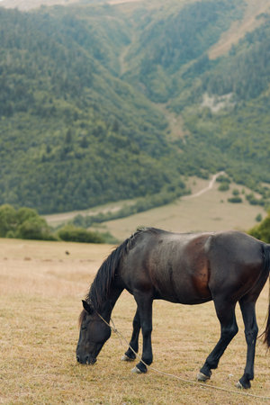 A black horse grazes on a sunlit field as rolling hills and distant mountains compose a tranquil...