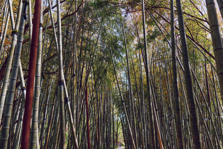 Bamboo forest pathway under a tall canopy of trees with dappled sunlight, green stalks and mossy trunks creating a tranquil nature scene ideal for walking and quiet reflection.の写真素材