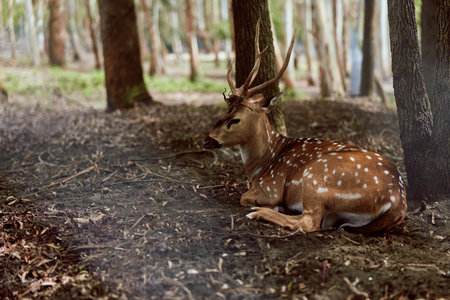 Deer stag with antlers resting in shaded forest, spotted coat visible among leaf litter and trees. Wildlife nature scene with peaceful woodland habitat and calm animal.の写真素材