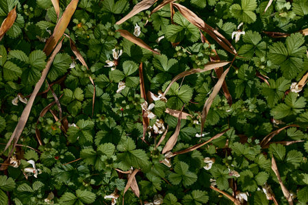 Wild strawberry leaves and tiny white flowers form dense groundcover in green foliage, natural meadow floor with dried grass and sunlight creating textured botanical background.の写真素材