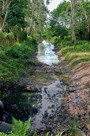 Stream in a forest with trees and clear reflection in a narrow creek surrounded by lush greenery,...