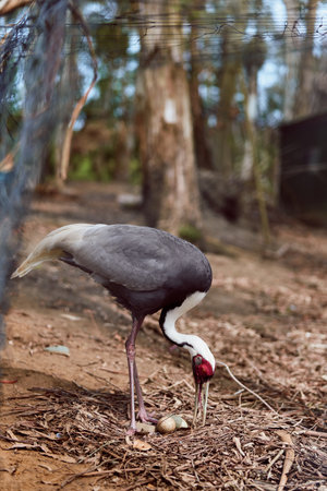 Crane bird tending nest with eggs, adult incubation behavior in a wildlife nature scene on forest floor. Closeup of parental care and grounded wading bird in natural habitat.の写真素材