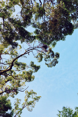 Trees, branches, leaves, sky capture upward view of green foliage canopy against clear blue sky,...