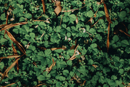 Leaves, ground, foliage, plants, greenery, nature cover a forest floor in closeup, dense green leaf texture with scattered brown twigs and dry leaves creating a natural patterned carpet.の写真素材