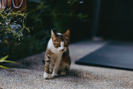 Cat, tabby cat, adult cat, sitting, outdoor, patio, curious, doorway: adult short-haired tabby cat sitting on pebble patio near doorway, alert green eyes, calm urban garden vibe for pet lifestyle.の写真素材