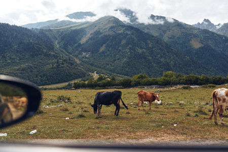 Cows grazing in a vast rural field with distant mountains and cloudy sky captured from a car window showcasing a tranquil countryside landscapeの写真素材