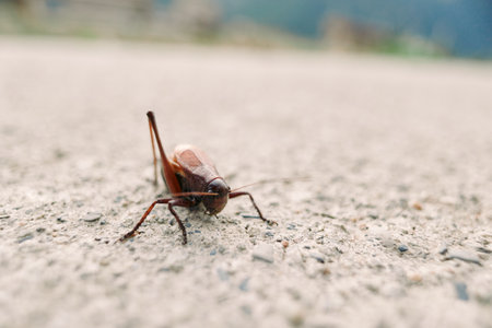 Grasshopper insect closeup pavement nature brown detailed macro shot of a small hopper on concrete...