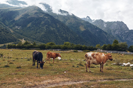 Cows grazing in a wide pasture with rolling hills and distant mountains, creating a peaceful rural landscape and a sense of open farm life and wildlife nearby.の写真素材