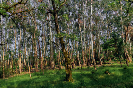 Forest birch trees nature woodland moss trunks green sunlight filtering through slender white trunks onto grassy forestfloor, serene landscape scene for ecology and outdoor background.の写真素材