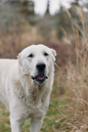 White dog in an outdoor meadow, smiling face and candid portrait amid tall grasses, calm natural...