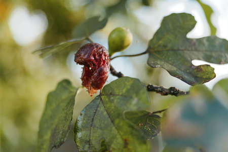 Oak gall on branch and leaf with small acorn visible, insect induced growth in macro nature closeup,...