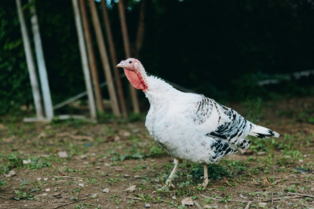 Turkey, white turkey, walking, farm bird, adult turkey, rural yard: adult white turkey walking alert...