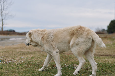 A pale wolf walks across a grassy field, an animal in calm movement through an open landscape,...