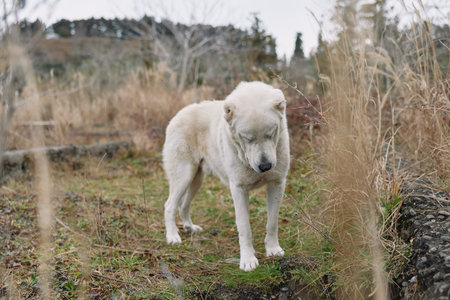Dog white canine in a grassy field standing calmly among tall plants with a natural outdoor...