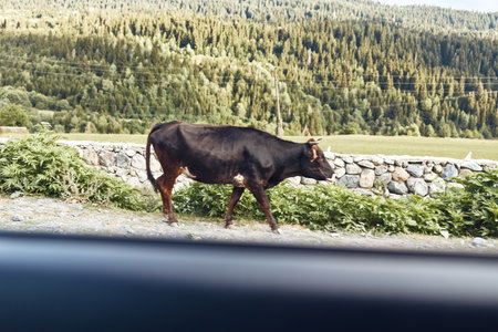 Cow walking along a roadside pasture in a rural landscape, calm mood, stone wall and green hills in the background, daytime outdoor scene.の写真素材