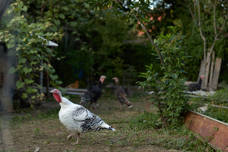 A white turkey and two darker birds in a rural backyard farmyard scene, adult domestic turkey...