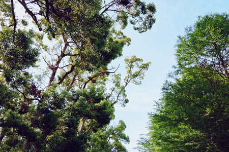 Trees canopy foliage sky with sunlit leaves and green branches, lush forest treetops framing a clear...