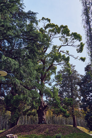 Tree, trees, forest, foliage, park, nature Large mature tree with textured trunk and dense green...