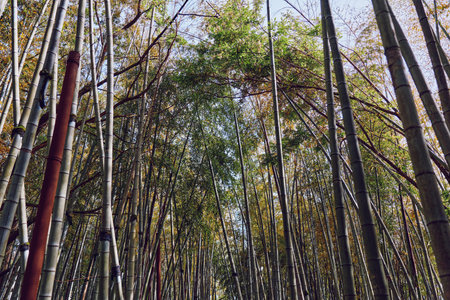 Bamboo forest grove with tall trunks and dense canopy, sunlight filtering through leaves and green...