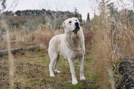 Dog, canine standing in a grassy field with tall dried plants, attentive gaze and calm posture, natural outdoor portrait ideal for pet, nature and wildlife useの写真素材