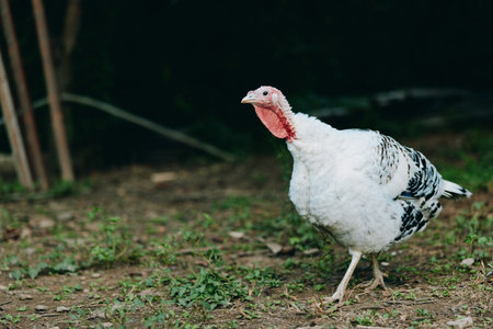 Turkey, domestic turkey, white turkey, farm bird, walking turkey, outdoor poultry: adult white...