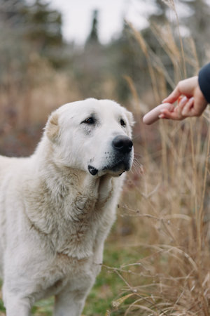 Dog, canine, pet, interaction, outdoor, nature with hand reaching toward a calm white dog in a...