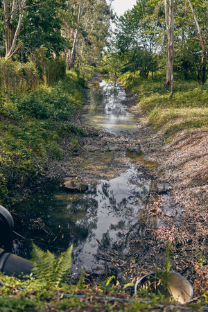 Stream and creek run through a forest with calm pond, trees and reflection on water, lush nature,...