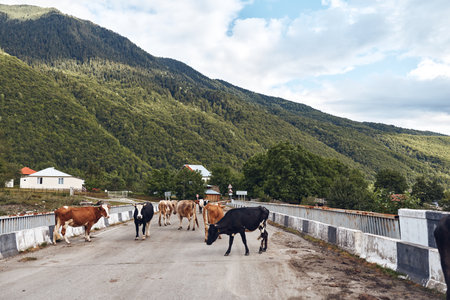 Cattle and herd walk on a rural road set in a scenic countryside landscape with hills, trees, and open skies, creating a calm outdoors scene rich in pastoral charm.の写真素材