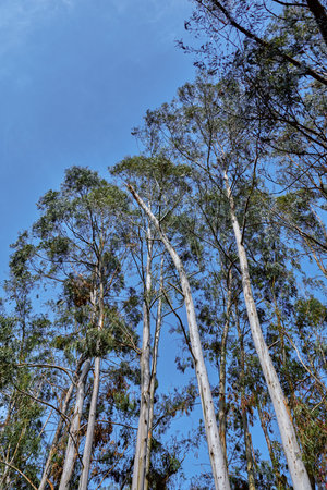 Trees eucalyptus forest and tall trunks reach up to a clear blue sky, treetops and branches framing the view. Nature scene with vertical perspective, sunlight and woodland atmosphere.の写真素材
