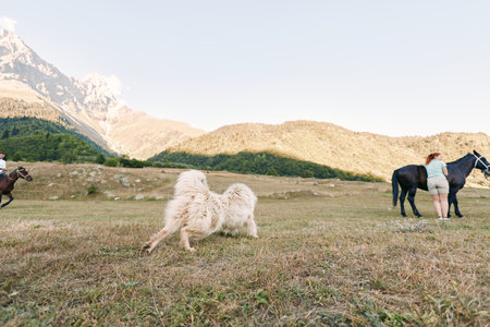 Horse, dog, mountain, field, people, landscape, meadow, rider: Wide sunlit mountain meadow with riders and a fluffy dog near grazing horses, expansive grassy field and distant peaks for outdoorの写真素材