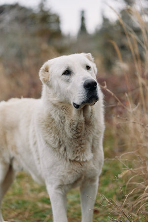 White dog standing in a grassy field, calm expression in an outdoor portrait. Thick fur and...