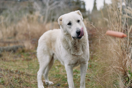 Dog in a grassy field with a curious expression, white coat, outdoor natural setting, calm and loyal...