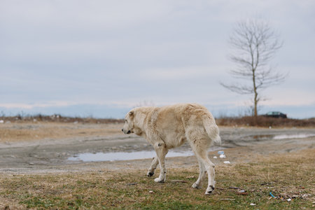 Dog like figure walking across a barren field beneath a cloudy sky, a solitary mammal in a quiet rural landscapeの写真素材
