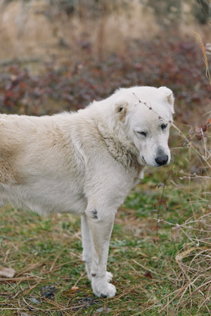Dog, white dog, canine, animal in a grassy field outdoors, natural light and calm mood, a lone...