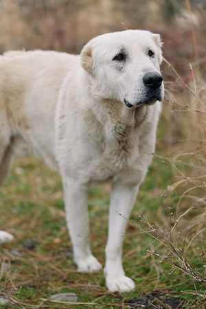 Dog, white, canine, animal, pet standing in a grassy field, observing surroundings with calm stance...
