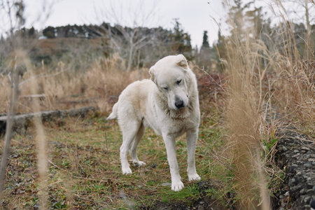 White dog standing in a field, calm expression and attentive gaze against rural grass and fence, an outdoor animal portrait with natural light and rustic moodの写真素材