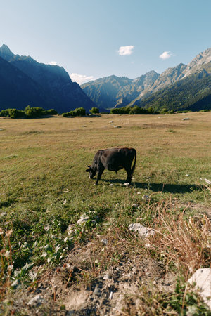 Cow, meadow, mountains, grazing, valley, pasture, landscape, nature in a sunlit alpine field with a solitary black cow feeding on grass, wide open plain and distant rugged peaks.の写真素材