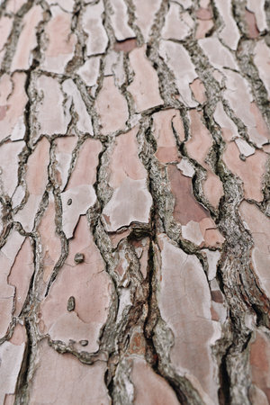 Close-up of textured tree bark with cracked pink plates and rugged surface, showcasing natural...