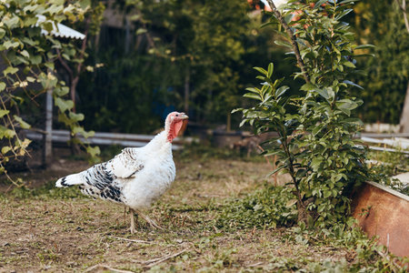 Domestic turkey, white turkey, farm animal, backyard barnyard: adult domestic turkey standing and...