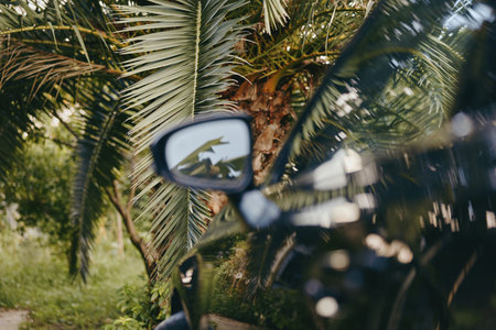 Motorcycle side mirror reflects palm tree leaves in tropical outdoor closeup, black bike body in foreground, casual young adult rider implied, relaxed travel and summer mood.の写真素材